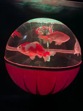 アートアクアリウム美術館 GINZAに投稿された画像（2026/8/7）