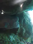 下田海中水族館に投稿された画像（2026/8/7）