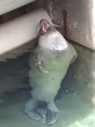 下田海中水族館に投稿された画像（2026/8/7）