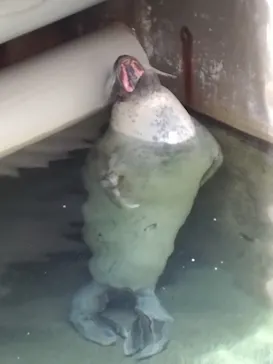 下田海中水族館に投稿された画像（2026/8/7）