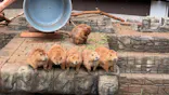伊豆シャボテン動物公園に投稿された画像（2026/8/8）