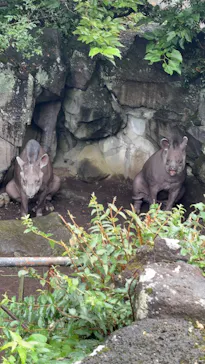 伊豆シャボテン動物公園に投稿された画像（2026/8/7）
