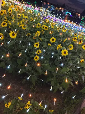 せんだい農業園芸センター　みどりの杜に投稿された画像（2026/8/7）
