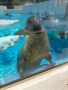 越前松島水族館に投稿された画像（2026/8/7）