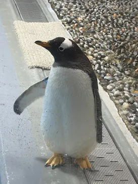 越前松島水族館に投稿された画像（2026/8/7）