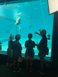 みやじマリン宮島水族館に投稿された画像（2026/8/8）