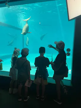 みやじマリン宮島水族館に投稿された画像（2026/8/8）