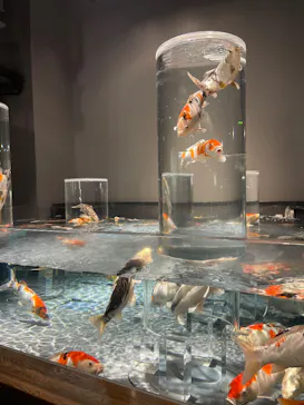 みやじマリン宮島水族館に投稿された画像（2026/8/8）