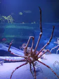 竹島水族館に投稿された画像（2026/8/8）