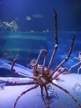 竹島水族館に投稿された画像（2026/8/8）