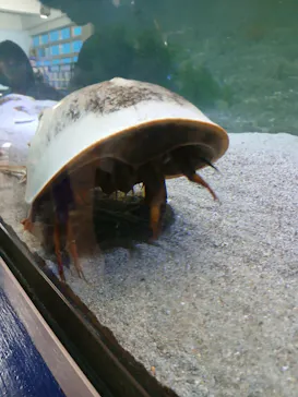 竹島水族館に投稿された画像（2026/8/8）