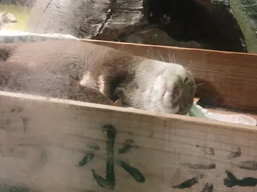 竹島水族館に投稿された画像（2026/8/8）