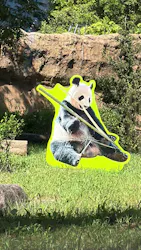 上野動物園 ハシビロカートに投稿された画像（2026/8/8）