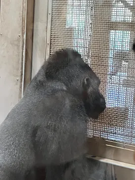 名古屋市東山動植物園に投稿された画像（2026/8/8）