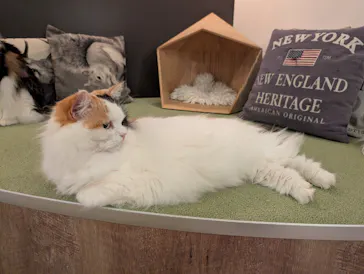 猫カフェモカ　池袋東口店に投稿された画像（2026/8/8）
