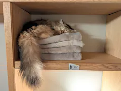猫カフェモカ　新宿店に投稿された画像（2026/8/8）