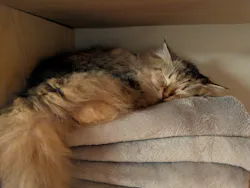 猫カフェモカ　新宿店に投稿された画像（2026/8/8）
