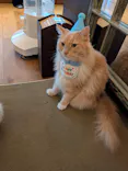 猫カフェモカ　池袋東口店に投稿された画像（2026/8/8）