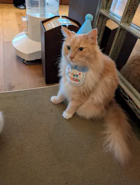 猫カフェモカ　池袋東口店に投稿された画像（2026/8/8）