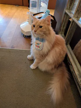 猫カフェモカ　池袋東口店に投稿された画像（2026/8/8）