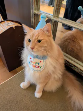 猫カフェモカ　池袋東口店に投稿された画像（2026/8/8）
