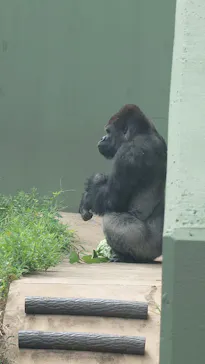 名古屋市東山動植物園に投稿された画像（2026/8/8）