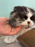 Moff animal cafe iias つくば店に投稿された画像（2026/8/8）