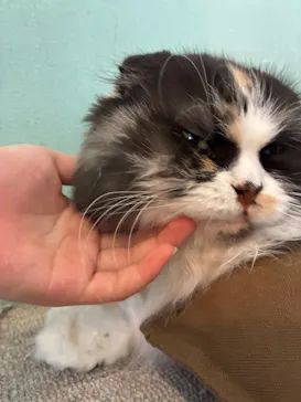 Moff animal cafe iias つくば店に投稿された画像（2026/8/8）