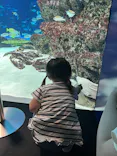 サンシャイン水族館に投稿された画像（2026/8/8）