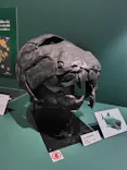特別展　大絶滅展に投稿された画像（2026/8/8）