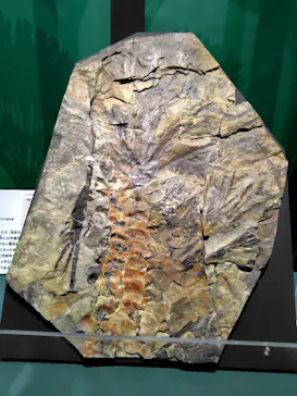 特別展　大絶滅展に投稿された画像（2026/8/8）