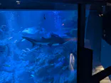 すみだ水族館に投稿された画像（2026/8/8）