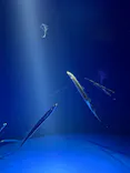 サンシャイン水族館に投稿された画像（2026/8/8）