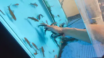 越前松島水族館に投稿された画像（2026/8/8）