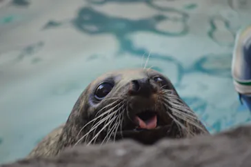 京都水族館に投稿された画像（2026/8/8）
