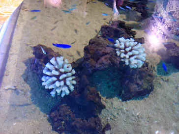 広島もとまち水族館に投稿された画像（2026/8/8）