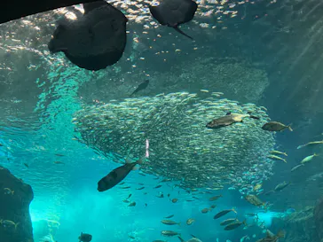 新江ノ島水族館に投稿された画像（2026/8/8）