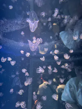 新江ノ島水族館に投稿された画像（2026/8/8）