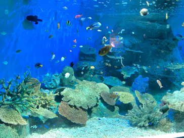 しながわ水族館に投稿された画像（2026/8/8）