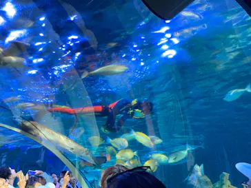 しながわ水族館に投稿された画像（2026/8/8）