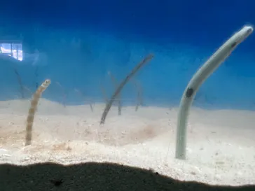 大分マリーンパレス水族館 「うみたまご」に投稿された画像（2026/8/8）