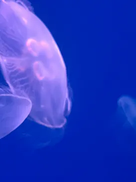 大分マリーンパレス水族館 「うみたまご」に投稿された画像（2026/8/8）