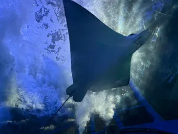 しながわ水族館に投稿された画像（2026/8/8）