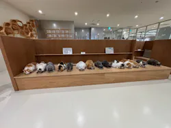 Cat Café MOFF 仙台PARCO店に投稿された画像（2026/8/8）