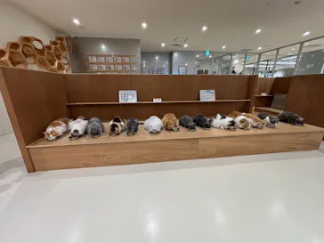 Cat Café MOFF 仙台PARCO店に投稿された画像（2026/8/8）