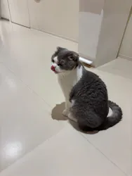 Cat Café MOFF 仙台PARCO店に投稿された画像（2026/8/8）