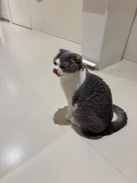 Cat Café MOFF 仙台PARCO店に投稿された画像（2026/8/8）