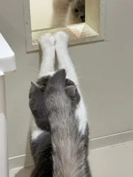 Cat Café MOFF 仙台PARCO店に投稿された画像（2026/8/8）