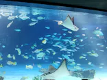 サンシャイン水族館に投稿された画像（2026/8/8）