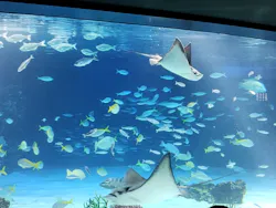 サンシャイン水族館に投稿された画像（2026/8/8）